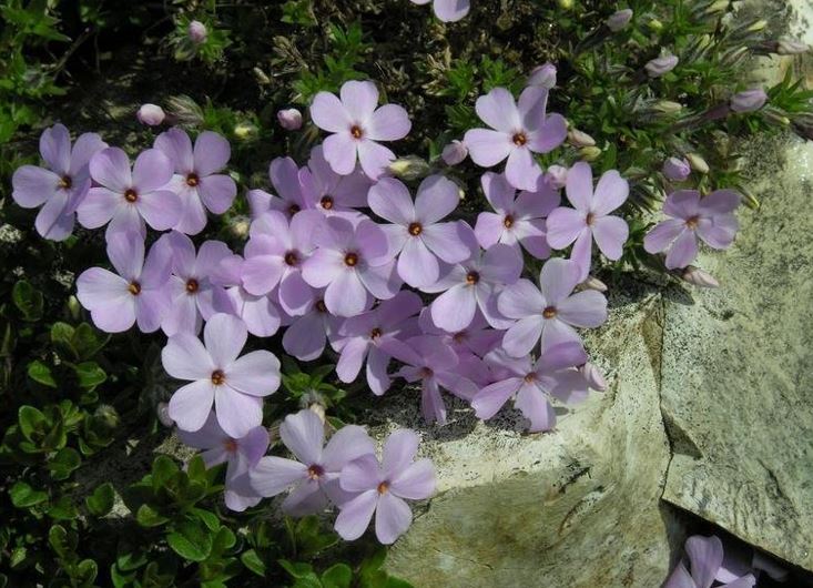 Creeping Phlox Rosea