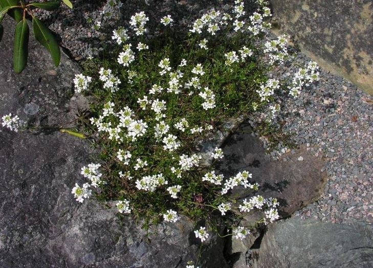 Arabis Hybrid, Hungarian Rock Cress, Running-Eared Rockcress