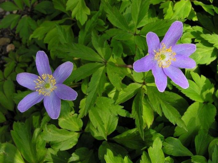 Anemone, Wood Anemone, European Wood Anemone Royal Blue