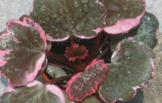 Saxifraga, Creeping Saxifrage, Strawberry Begonia, Strawberry Geranium Magic Carpet