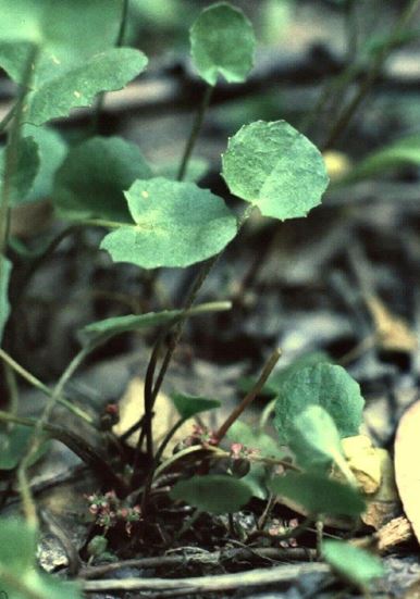 Centella, Swamp Pennywort