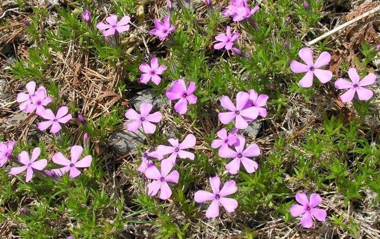 Creeping Phlox, Moss Phlox Ronsdorf Beauty