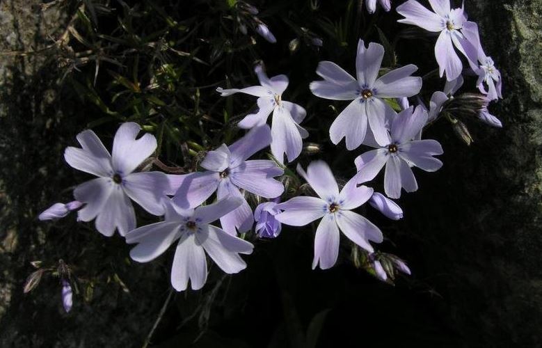 Creeping Phlox, Moss Phlox G. F. Wilson