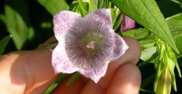 Campanula, Dwarf Spotted Bellflower Pink Chimes