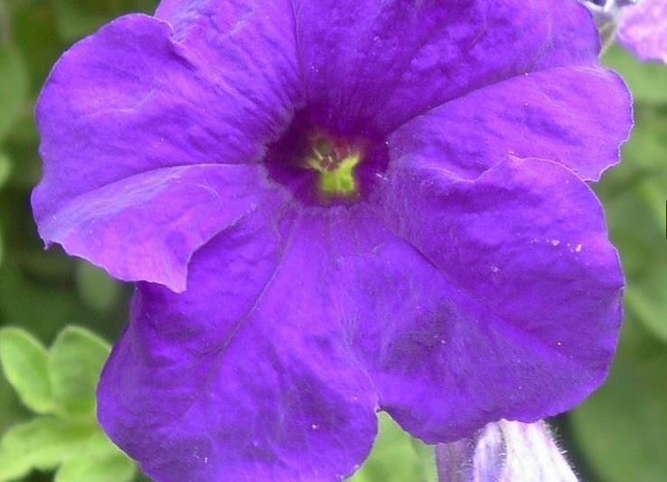 Petunia, Grandiflora Petunia Ultra Blue