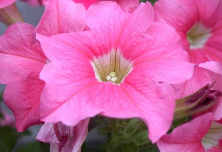 Petunia, Grandiflora Petunia Dreams Salmon