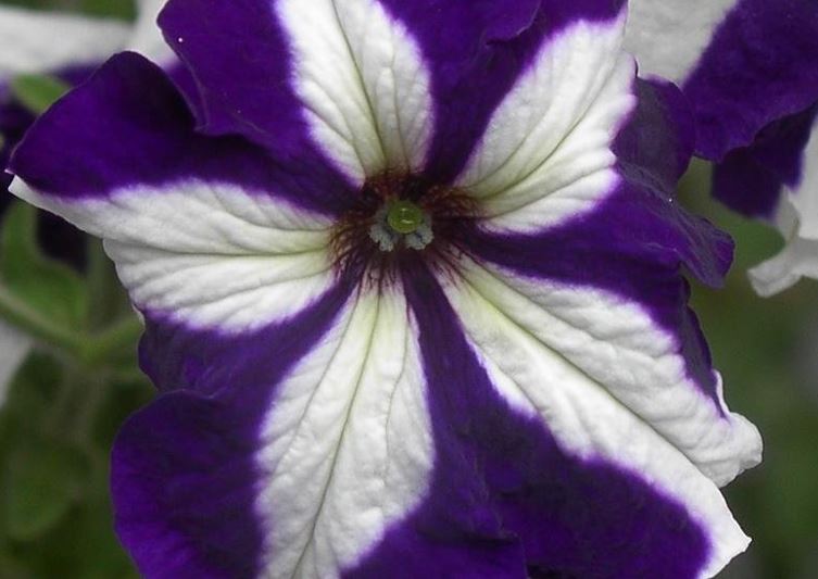 Petunia, Grandiflora Petunia Ultra Blue Star