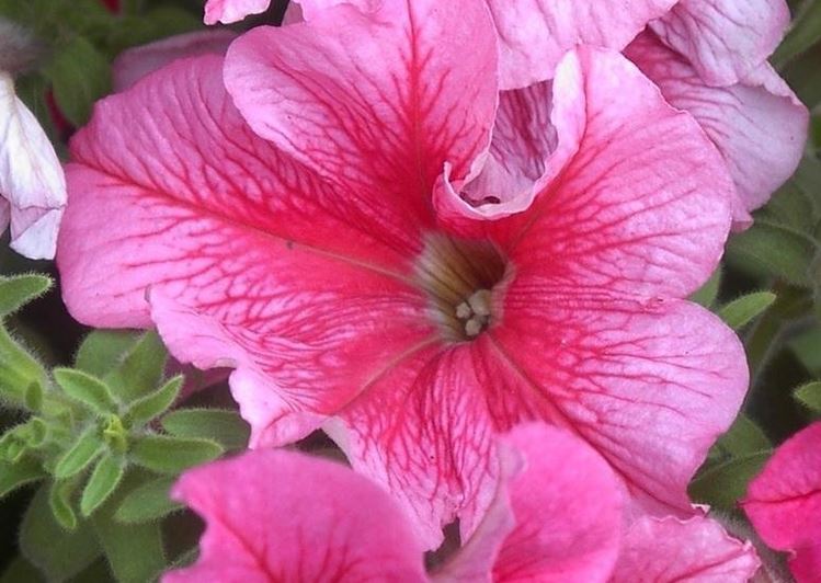 Petunia, Grandiflora Petunia Daddy Strawberry