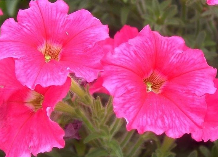 Petunia, Milliflora Petunia Fantasy Salmon