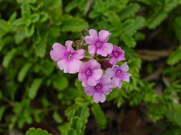 Glandularia, Garden Verbena, Trailing Verbena Tapien Pink