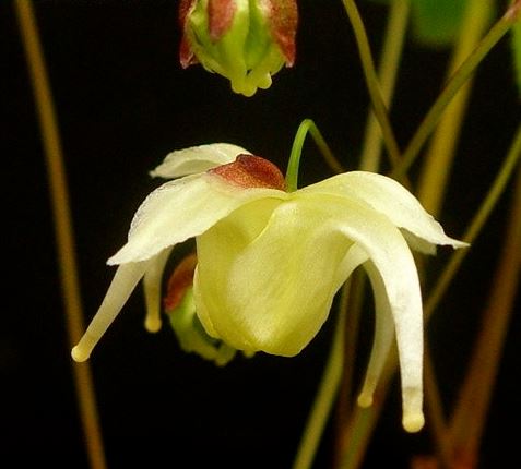 Korean Epimedium