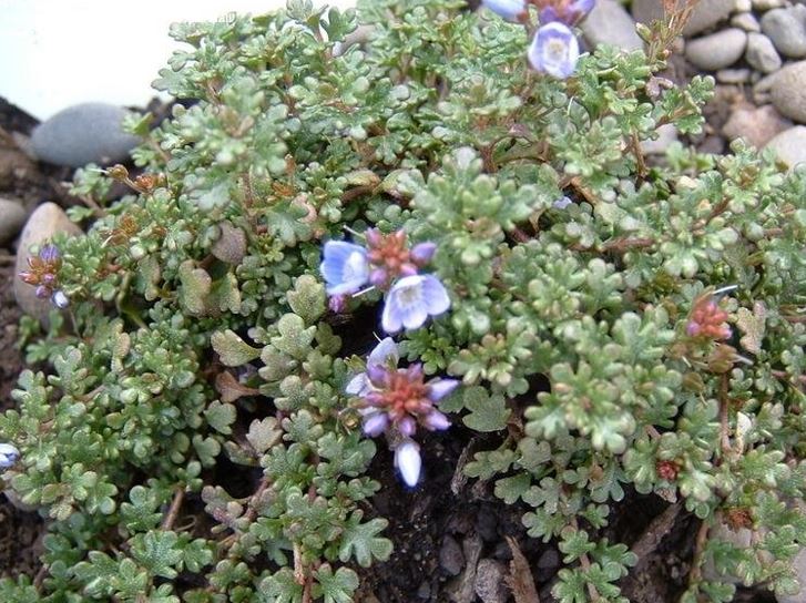 Veronica Species, Thyme-Leaf Speedwell