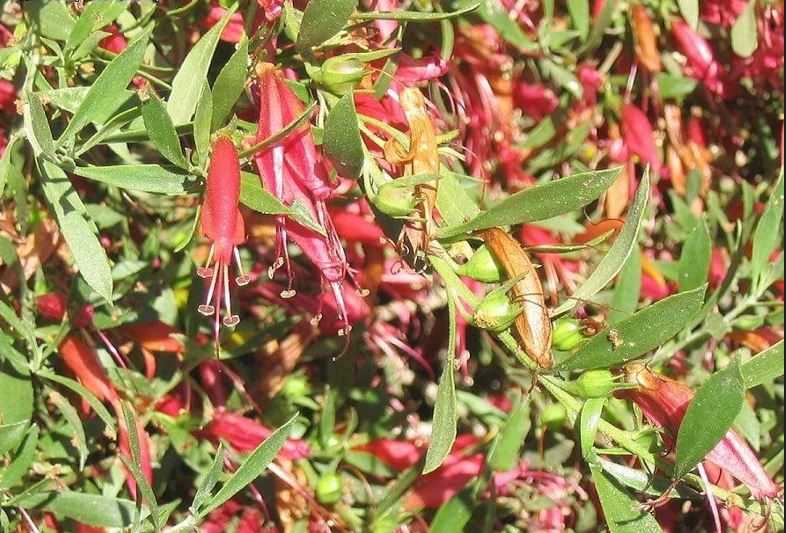 Eremophila Species, Emu Bush, Narrow-Leaved Fuchsia Bush, Slender Fushia