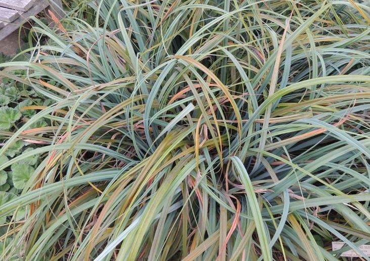 Mutton Bird Sedge