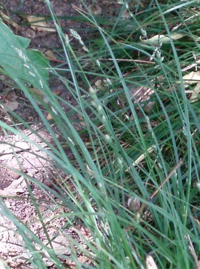 Carex Species, Berkeley Sedge, Foothill Sedge