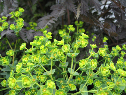 Euphorbia, Portland Spurge Dolce Vita
