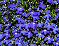 Lobelia Species