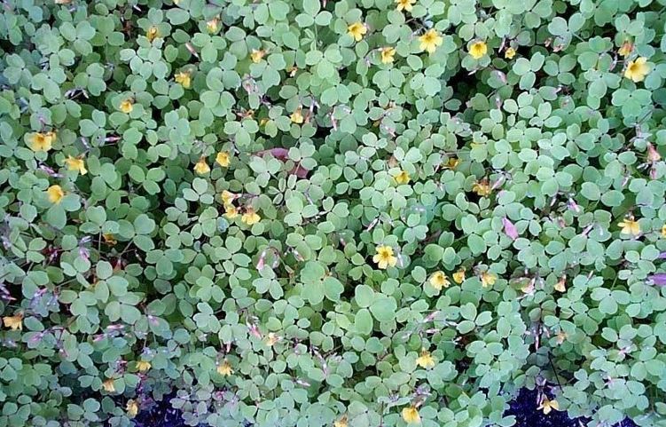 Oxalis, Spiral Sorrel, Wood-Sorrel Aurea