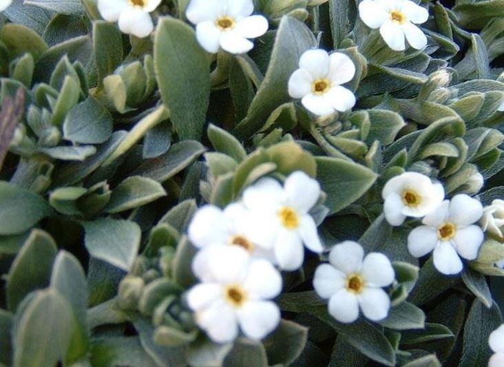 Myosotis Species, Colensos Forget-Me-Not