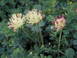Trifolium Species, Bull Clover
