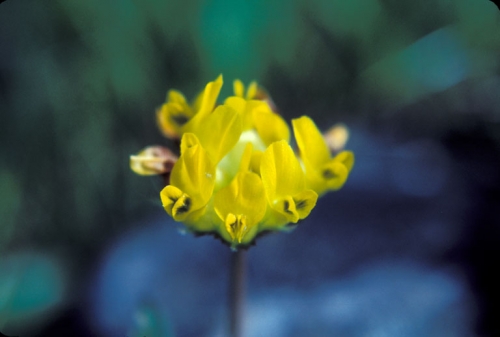 Trifolium Species, Jims Clover