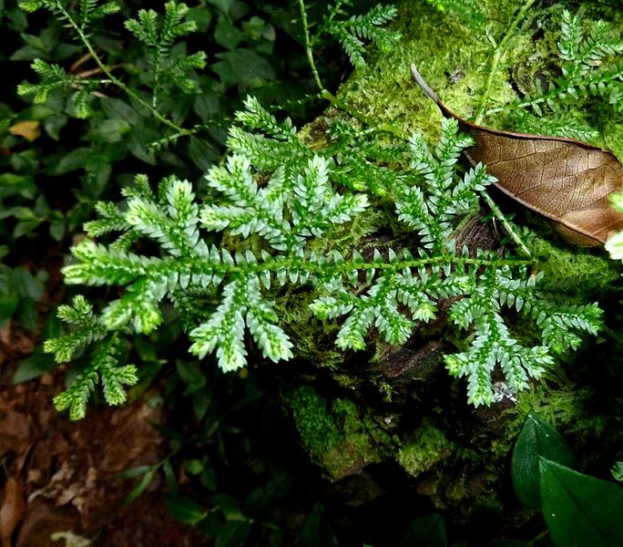 Selaginella, Club Moss, Krauss Spikemoss, Trailing Spike Moss Brownii