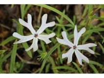 Phlox Species, Glade Phlox