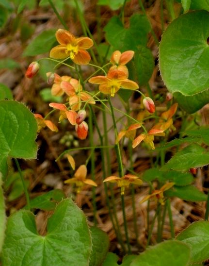 Warley Epimedium Orangekonigin