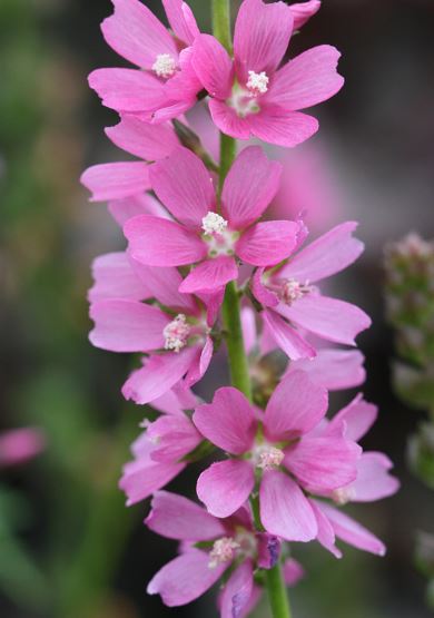 Sidalcea Species, Hendersons Checkerbloom, Hendersons Checker-Mallow