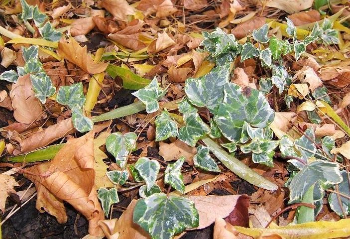 English Ivy, Common Ivy Minty