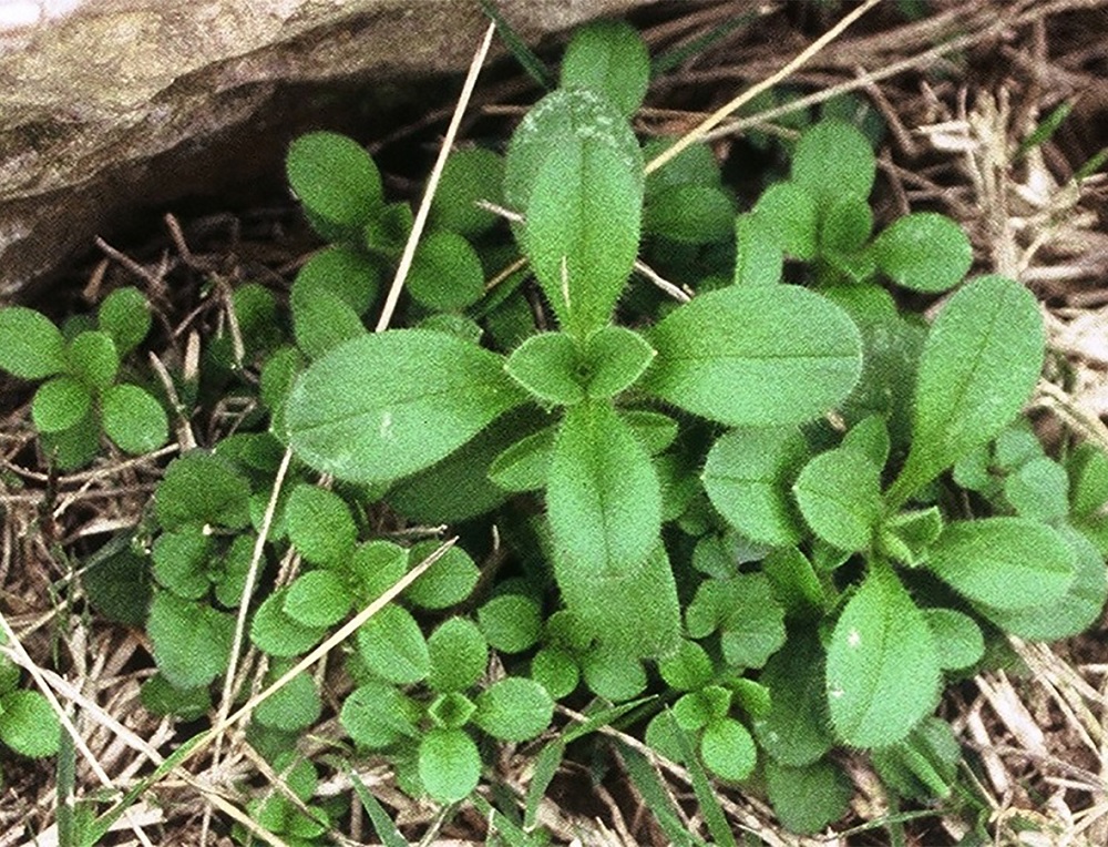 Boreal Chickweed, Mouse-Ear Chickweed