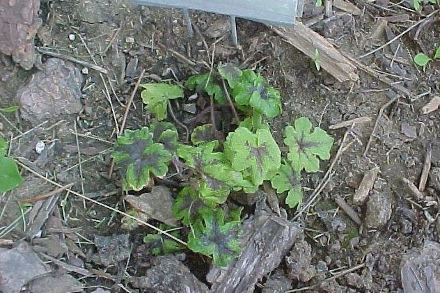Foamflower, Foam Flower Jeepers Creepers