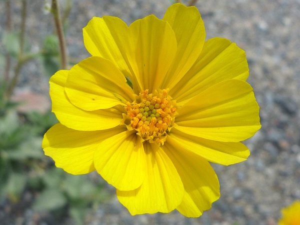 Geraea Species, Sticky Geraea, Sticky Desert Sunflower