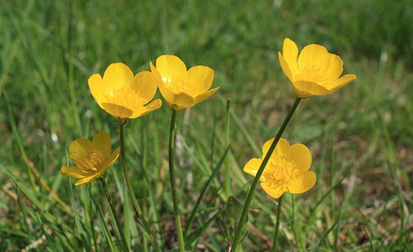 Ranunculus Species, Bulbous Buttercup, St. Anthonys Turnip