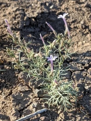 Iron ipomopsis