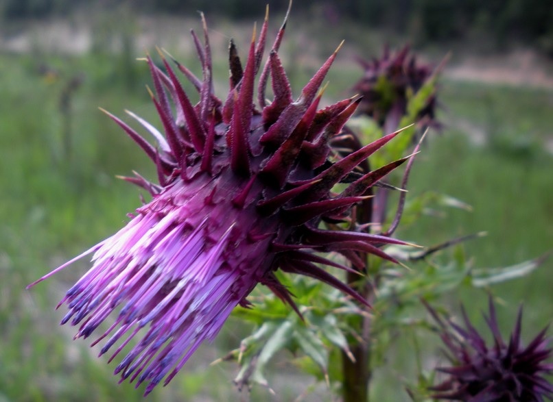 Cirsium Species, Sacramento Mountains Thistle
