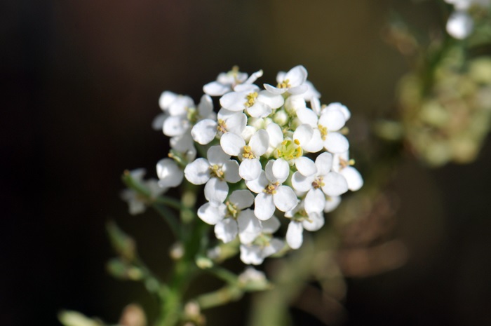 Lepidium Species, Mesa Pepperwort