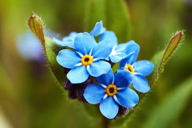 Myosotis, Woodland Forget-Me-Not Victoria Indigo Blue