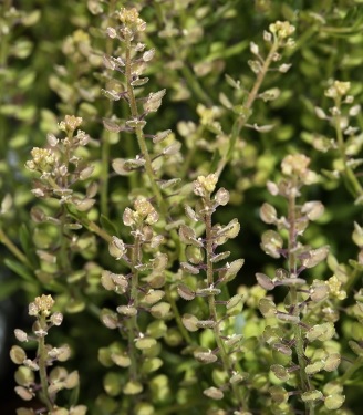 Lepidium Species, Shaggyfruit Pepperweed
