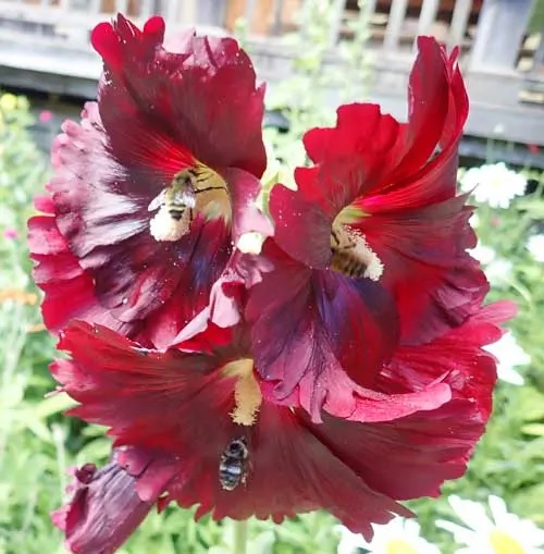 Alcea, Common Hollyhock, Garden Hollyhock Arabian Nights