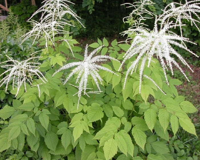 Goatsbeard