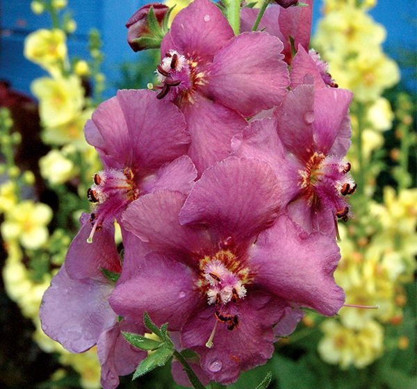 Verbascum, Hybrid Mullein, Ornamental Mullein Plum Smokey