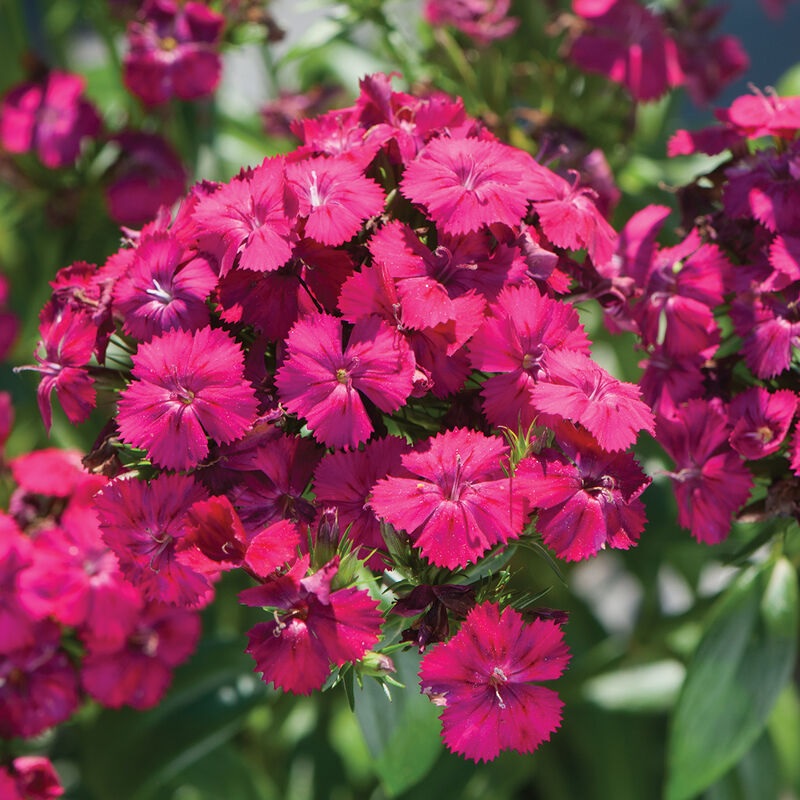 Dianthus, Sweet William Neon Cherry