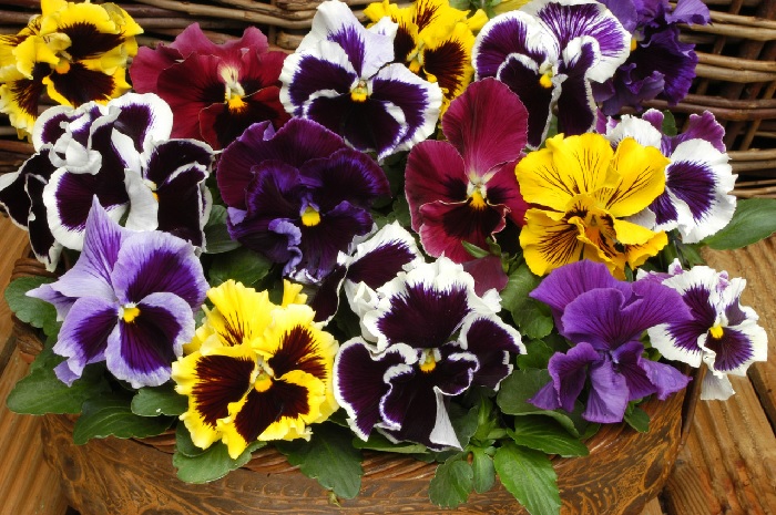 Viola, Garden Pansy, Pansy Can Can Mix