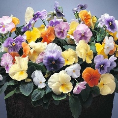 Viola, Garden Pansy, Pansy 'Watercolours Mix'