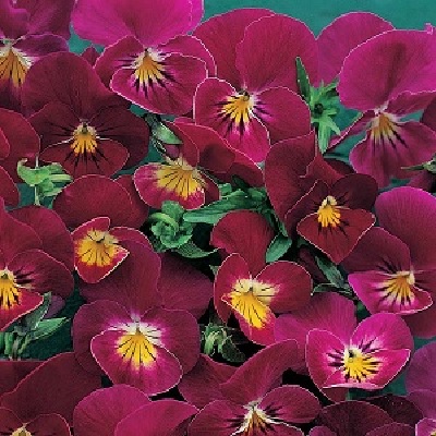 Viola, Garden Pansy, Pansy Rose Shades