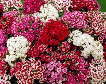 Dianthus, Sweet William Imperial Double Mix