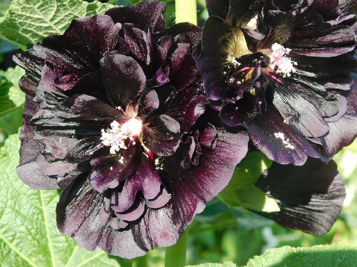 Alcea, Common Hollyhock, Garden Hollyhock Blackcurrant Whirl