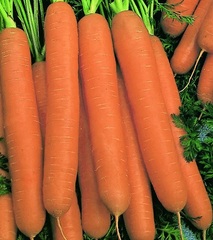 Carrot 'Navarino'