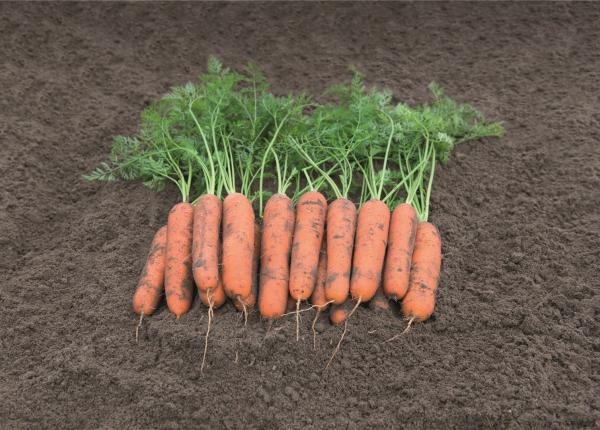 Carrot Nevis